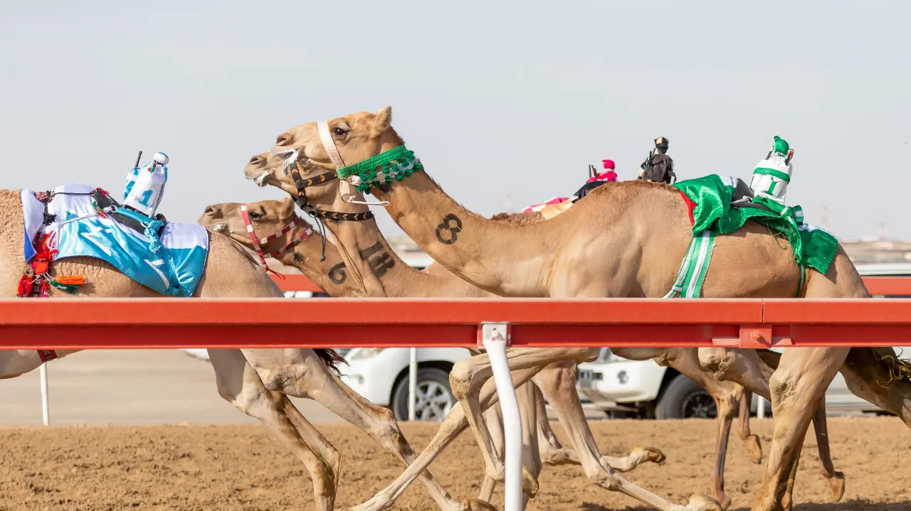 The Saudi Camel Race Where the Jockeys Chase the Camels Instead of Riding Them
